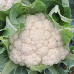 Kalafior Salomo F1 2500 nasion st